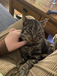 Lost Male Cat last seen On Alabama st, Bellingham, WA 98229