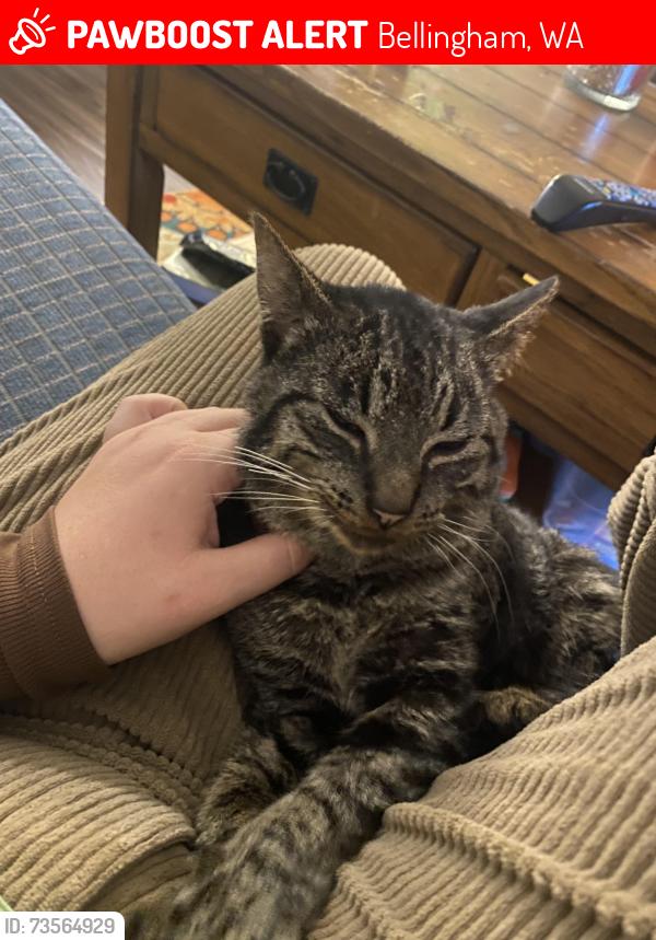 Lost Male Cat last seen On Alabama st, Bellingham, WA 98229