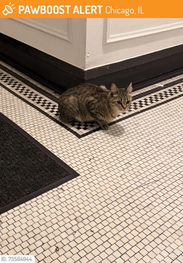 Found/Stray Unknown Cat last seen Birchwood and North Seeley, Chicago, IL 60645