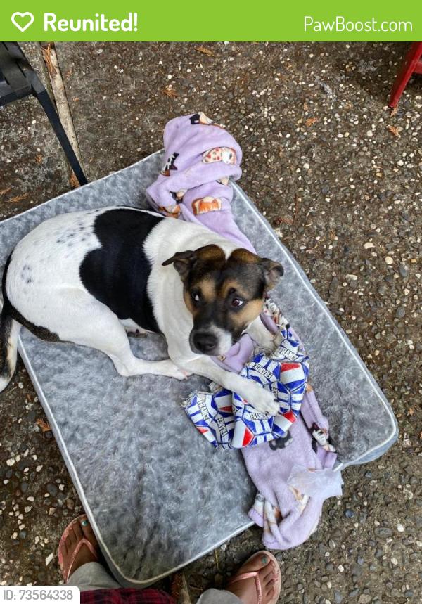 Reunited Female Dog last seen Mandela Parkway, Oakland, CA 94607
