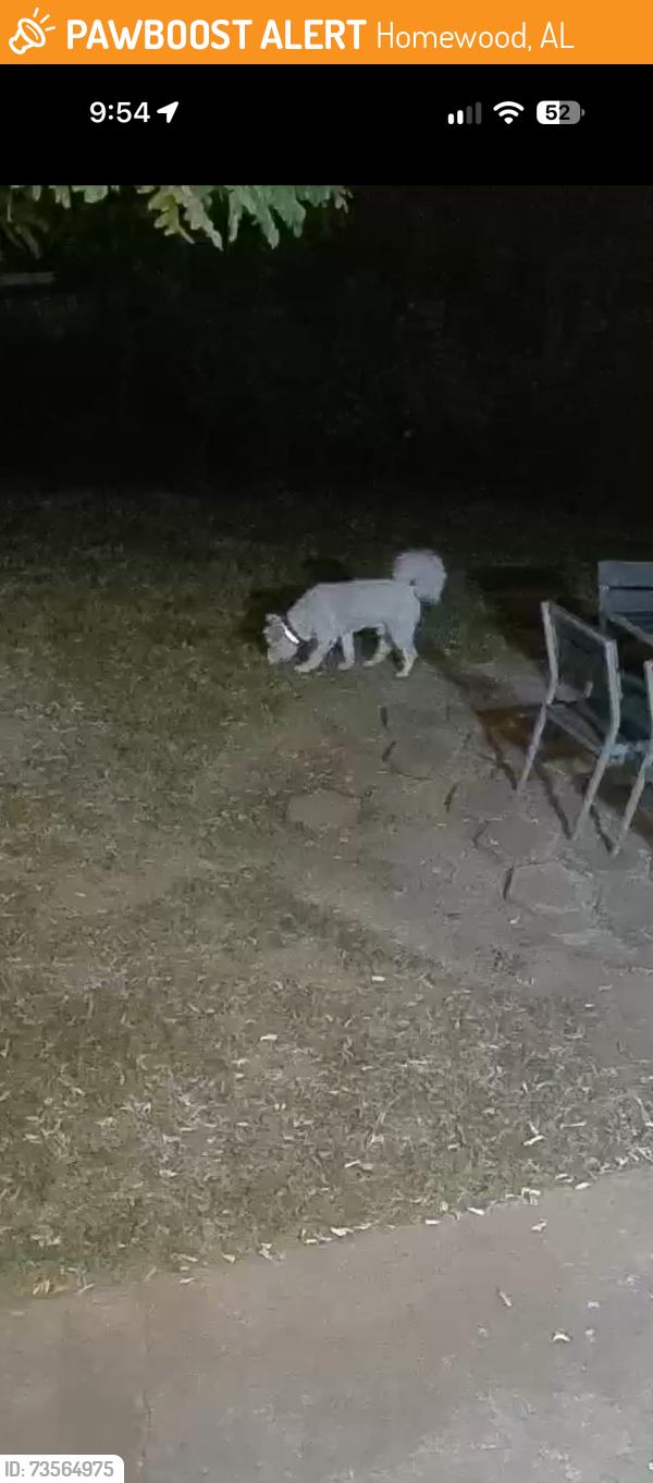 Found/Stray Unknown Dog last seen homewood s, Homewood, AL 35209