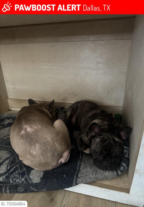 Lost Male Dog last seen Clearview cir, Dallas, TX 75233