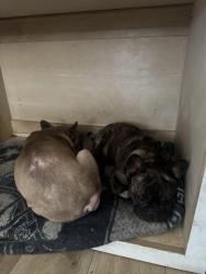 Lost Male Dog last seen Clearview cir, Dallas, TX 75233