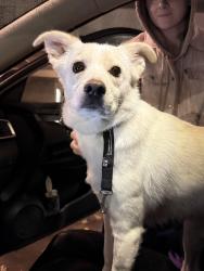 Found/Stray Male Dog last seen Taylor Ave, Winnipeg, MB 