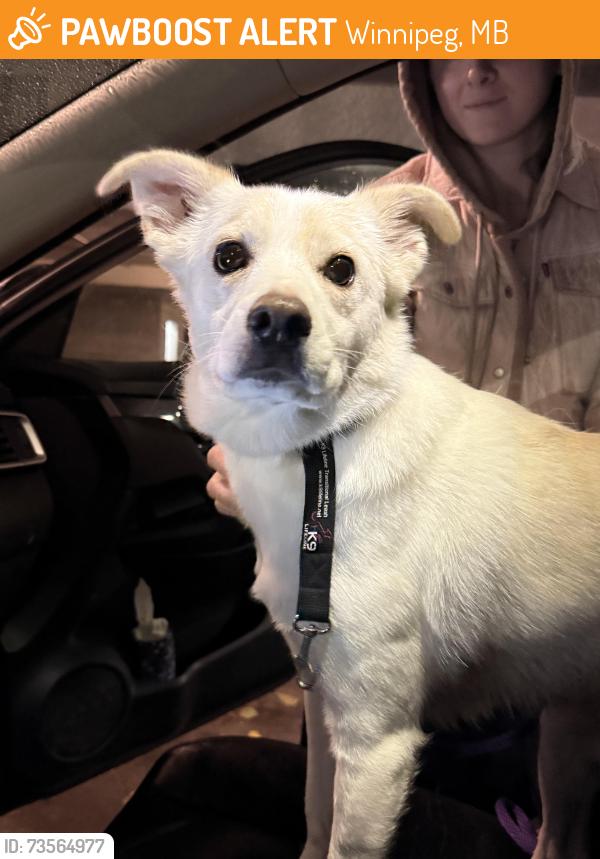 Found/Stray Male Dog last seen Taylor Ave, Winnipeg, MB 