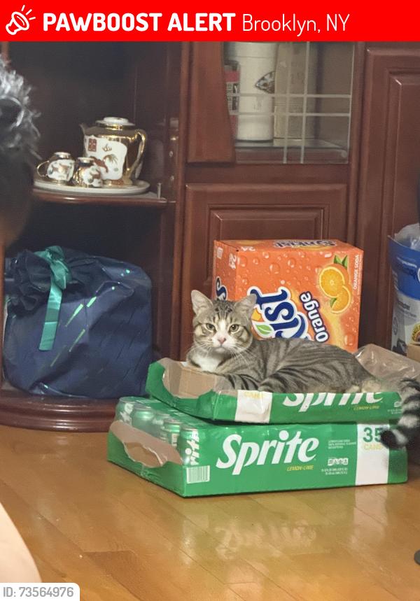 Lost Male Cat last seen near home, Brooklyn, NY 11204