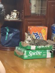 Lost Male Cat last seen near home, Brooklyn, NY 11204
