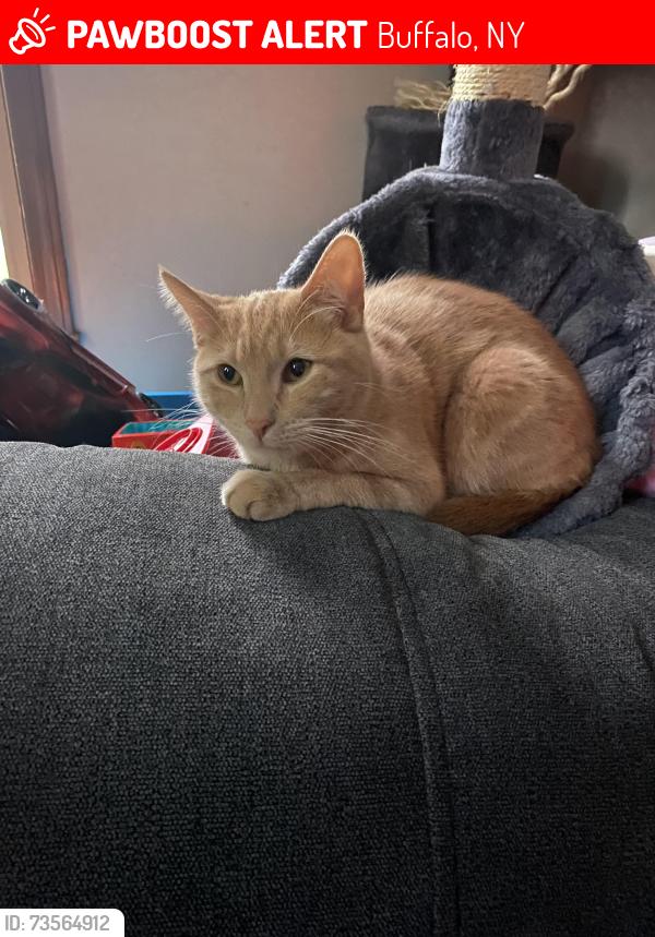 Lost Male Cat last seen mckinley pkwy, Buffalo, NY 14220