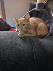 Lost Male Cat last seen mckinley pkwy, Buffalo, NY 14220