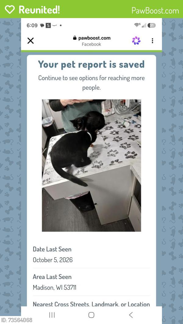 Reunited Male Cat last seen Raymond at leland dr, Madison, WI 53711