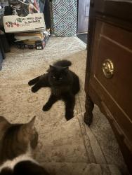 Lost Male Cat last seen Ga Highway 156, Armuchee, GA 30105