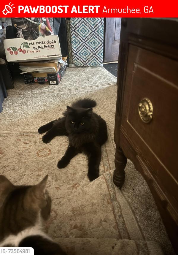 Lost Male Cat last seen Ga Highway 156, Armuchee, GA 30105