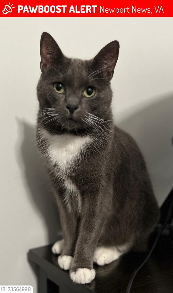 Lost Male Cat last seen Right behind the Newport News Police Station North Precinct, Newport News, VA 23602