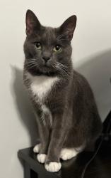 Lost Male Cat last seen Right behind the Newport News Police Station North Precinct, Newport News, VA 23602