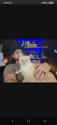 Reunited Male Cat last seen Laurel Cove, Scenic Falls of Braselton, Hoschton, GA 30548