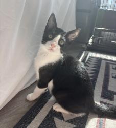 Lost Male Cat last seen Glen Carlyn Rd, Seven Corners, VA 22041