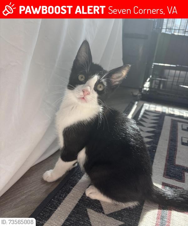 Lost Male Cat last seen Glen Carlyn Rd, Seven Corners, VA 22041