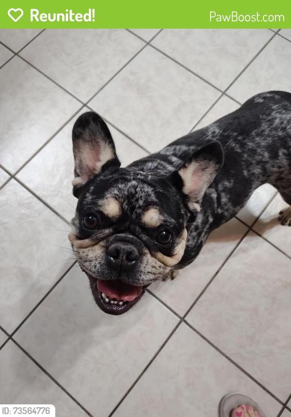 Reunited Female Dog last seen Bacon Ranch Road, Killeen, TX 76540