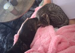 Reunited Female Cat last seen Saint Andrews drive, Murfreesboro, TN 37128