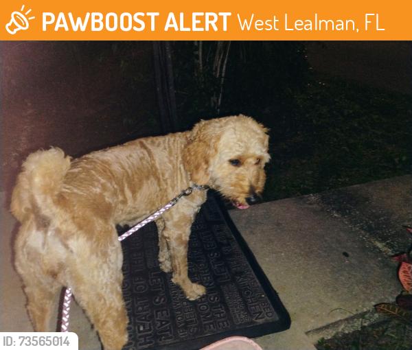 Found/Stray Female Dog last seen 73rd street 46th avenue North, West Lealman, FL 33709