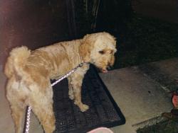 Found/Stray Female Dog last seen 73rd street 46th avenue North, West Lealman, FL 33709