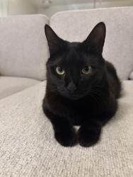 Lost Male Cat last seen Jackson Mills Road, Freehold Township, NJ 07728