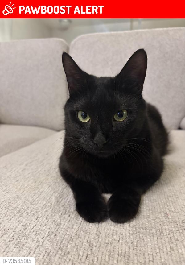 Lost Male Cat last seen Jackson Mills Road, Freehold Township, NJ 07728
