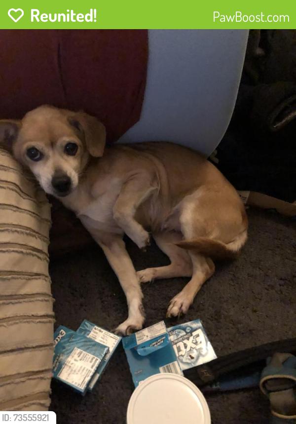 Reunited Female Dog last seen Near bent oak loop davenport Florida, Davenport, FL 33837