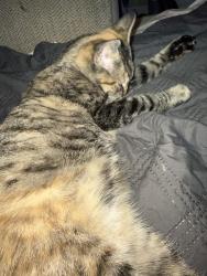 Found/Stray Female Cat last seen kirsten dr, stockton ca 95212, Stockton, CA 95212