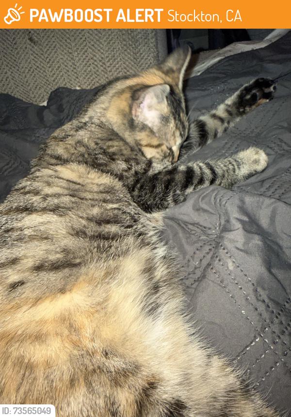 Found/Stray Female Cat last seen kirsten dr, stockton ca 95212, Stockton, CA 95212