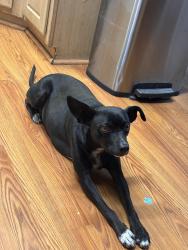 Lost Male Dog last seen Altura San Jacinto, Perris, CA 92570