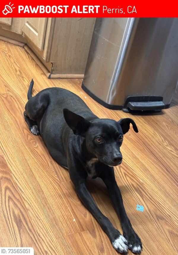 Lost Male Dog last seen Altura San Jacinto, Perris, CA 92570