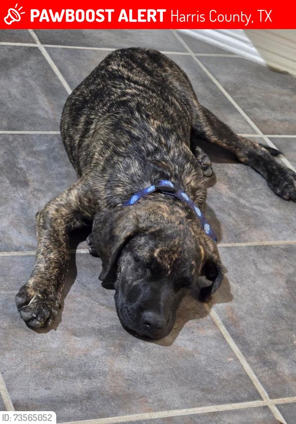 Lost Male Dog last seen Opal sky dr, Harris County, TX 77449