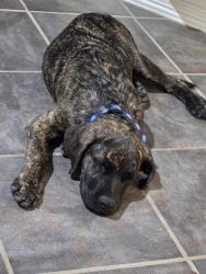 Lost Male Dog last seen Opal sky dr, Harris County, TX 77449