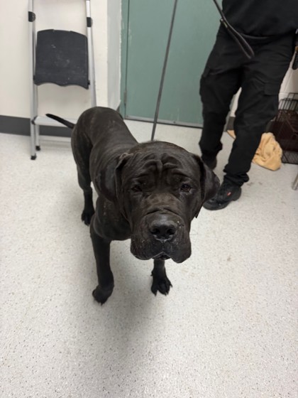 Shelter Stray Female Dog last seen , Oakland, CA, 1101 29th Ave, Oakland, CA 94601, USA