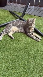 Reunited Male Cat last seen South, Long Beach, CA 90805