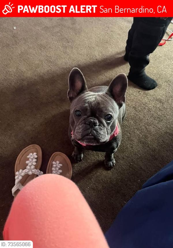 Lost Female Dog last seen Gilbert, San Bernardino, CA 92415