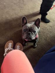 Lost Female Dog last seen Gilbert, San Bernardino, CA 92415