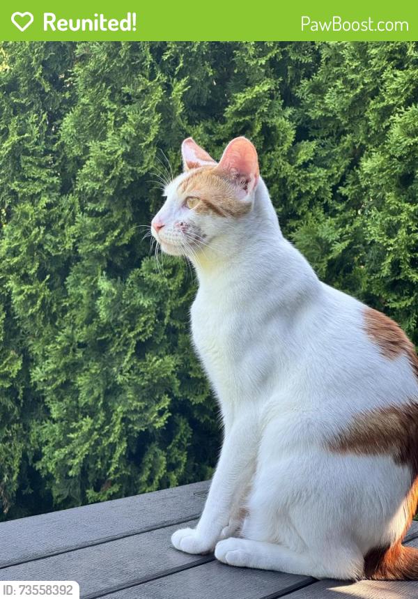 Reunited Male Cat last seen Bruce and knight, Niles, IL 60714