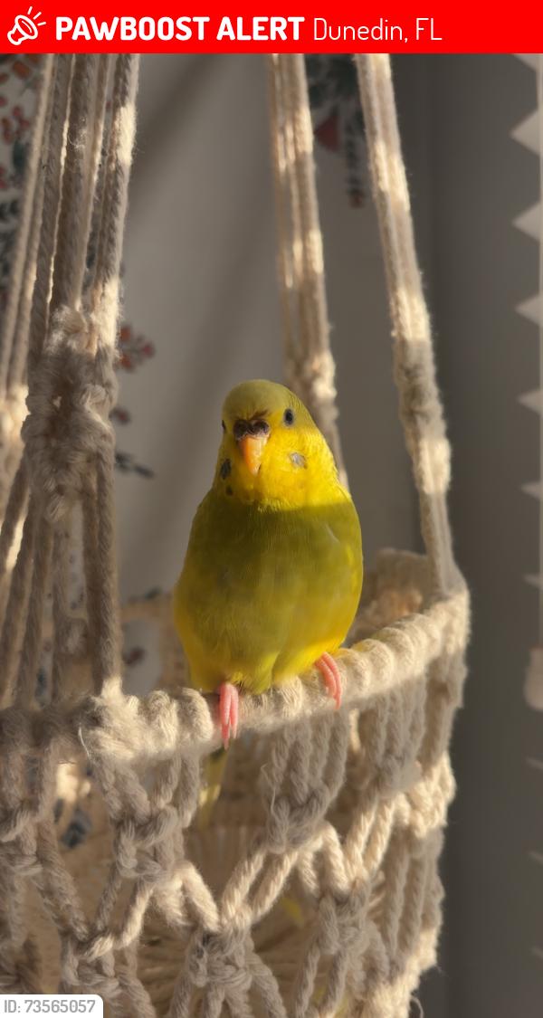 Lost Unknown Bird last seen Dundine fire department on michigan, Dunedin, FL 34698