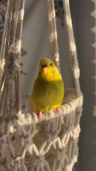 Lost Unknown Bird last seen Dundine fire department on michigan, Dunedin, FL 34698