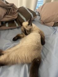 Reunited Female Cat last seen Near central ave, Riverside, CA 92507