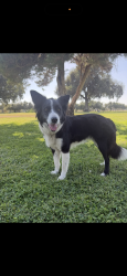Lost Female Dog last seen Calle contento/pauba, Temecula, CA 92592