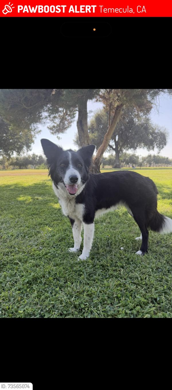 Lost Female Dog last seen Calle contento/pauba, Temecula, CA 92592