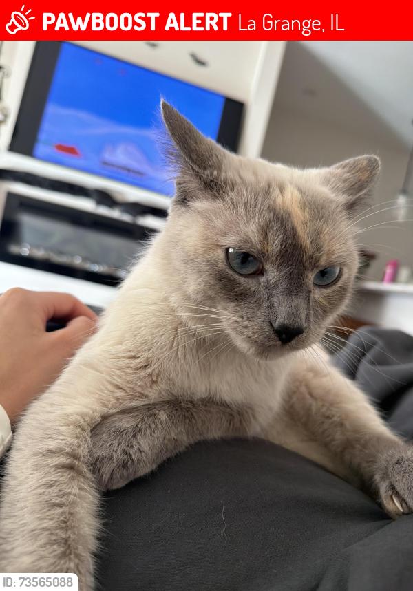 Lost Female Cat last seen S Lagrange Rd and 51st St, La Grange IL 60525, La Grange, IL 60525