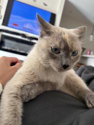 Lost Female Cat last seen S Lagrange Rd and 51st St, La Grange IL 60525, La Grange, IL 60525