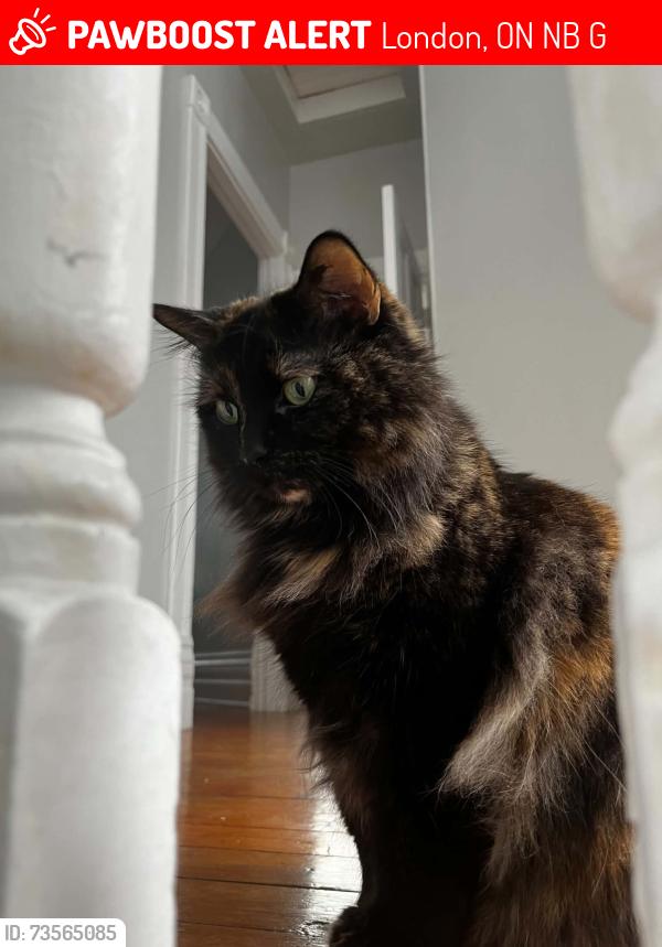 Lost Female Cat last seen Grey Street and Richmond Street -- Hill Street Pathway, London, ON N6B 1G2