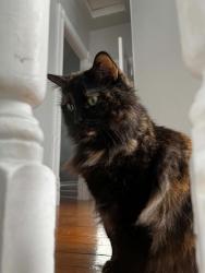 Lost Female Cat last seen Grey Street and Richmond Street -- Hill Street Pathway, London, ON N6B 1G2