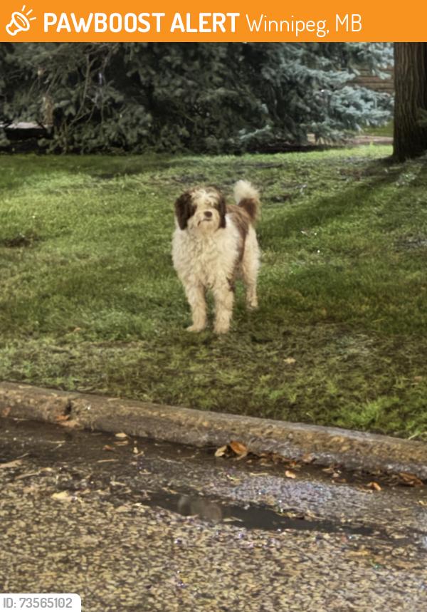 Found/Stray Male Dog last seen Taylor Ave, Winnipeg, MB 