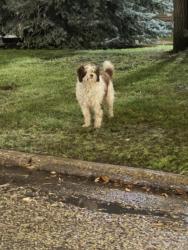 Found/Stray Male Dog last seen Taylor Ave, Winnipeg, MB 